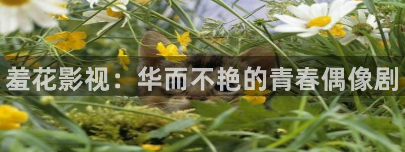 麦田电影下载：羞花影视：华而不艳的青春偶像剧
